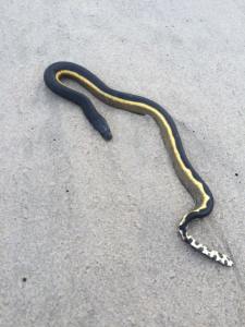 This yellow-bellied sea snake was seen in the Oxnard area Oct. 16, 2015. (Credit: Robert Forbes)
