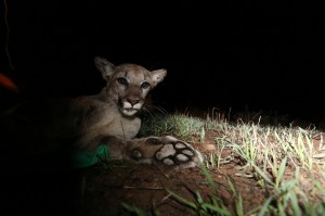 P-34 is shown waking up after being collared by National Park Service researchers in December 2014. (Credit: National Park Service)