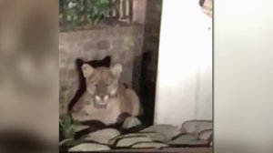 Matthew Keegan provided this image of a mountain lion apparently sitting in front of a Beachwood Canyon home on Oct. 31, 2015. 