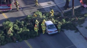 A driver had to be rescued in South Los Angeles after a tree fell onto a car. (Credit: KTLA)