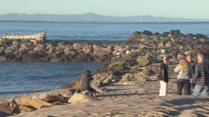 The search for a missing fisherman resumed off Ventura harbor on Nov. 21, 2015. (Credit: KTLA)