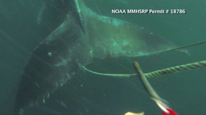 The National Oceanic and Atmospheric Administration captured video of SeaWorld officials detangling a whale from fishing lines. Crews aided whales twice in one week in October 2015. 