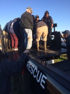 Rescuers loaded an elephant seal onto a pickup truck after she was sedated with a tranquilizer on Dec. 29, 2015. (Credit: California Highway Patrol)