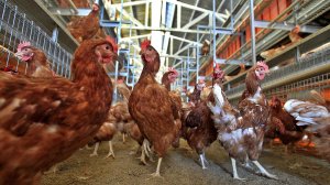 Some of the 8,000 brown Leghorn and white Leghorn chickens in a cage-free aviary system barn at Hilliker's Ranch Fresh Eggs, a family business since 1942, in Lakeview, are shown on Dec 19, 2014. (Credit: Allen J. Schaben / Los Angeles Times)