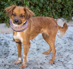 A 4-year-old spaniel named Melody was recovering after being severely injured by chicken wire wrapped around her neck. (Credit: San Diego Humane Society)