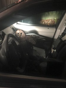 The Covington Police Department posted this photo of the owl on its Facebook page on Dec. 24, 2015.