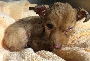 An 8-week-old puppy named Rocket was found in a Pomona alley on Dec. 7, 2015, suffering from second-degree burns. (Credit: Inland Valley Humane Society & SPCA)