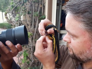 Gregory Pauly, an assistant curator at the Museum of Natural History of Los Angeles, shows off the snake to a photographer. (Credit: Tony Soriano) 