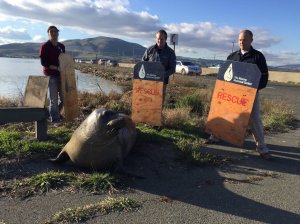 CHP's Marin Office tweeted this photo of efforts to coax an elephant seal back onto the water in the Sonoma area on Dec. 28, 2015. 