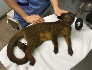 A kinkajou was caressing a woman's face when she woke up in her Miami home, according to a family friend. (Credit: South Dade Avian and Exotic Animal Center)