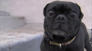 Benny the pug returned to his home on Jan. 1, 2016. (Credit: KTXL)