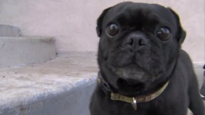 Benny the pug returned to his home on Jan. 1, 2016. (Credit: KTXL) 