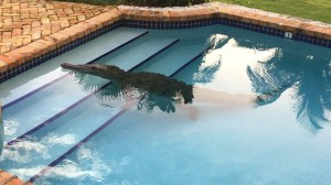 A homeowner in Florida wake to find a crocodile taking a dip in his swimming pool recently. (Credit: WPLG vid CNN)