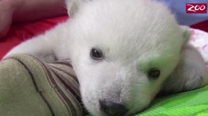 A polar bear cub being hand-reared at the Columbus Zoo in Ohio is seen in this image provided by CNN.