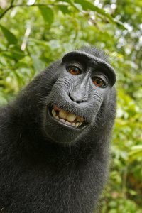 The photographer behind the famous monkey selfie picture is threatening to take legal action against Wikimedia after they refused to remove his picture because 'the monkey took it'. (Credit: Caters News Agency)