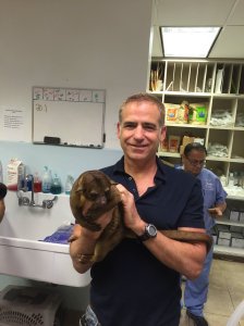 An official with the South Dade Avian and Exotic Animal Medical Center holds a kinkajou after it was found in an elderly woman's Miami home. (Credit: South Dade Avian and Exotic Animal Medical Center)