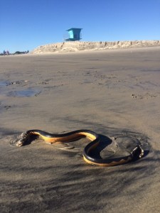 The city of Coronado distributed this photo, taken by lifeguards, of a yellow-bellied sea snake found Jan. 12, 2015.