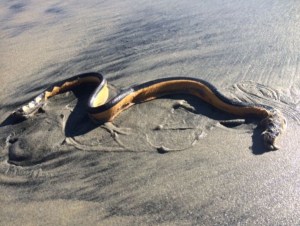 The city of Coronado distributed this photo, taken by lifeguards, of a yellow-bellied sea snake found Jan. 12, 2015.