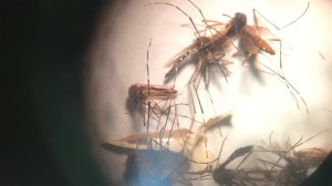 The mosquito Aedes Aegypti as seen through a microscope. The main culprit in the spread of Zika as well as other viruses. (Credit: Miguel Castro/CNN)