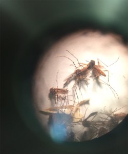 The mosquito Aedes Aegypti as seen through a microscope. The main culprit in the spread of Zika as well as other viruses. (Credit: Miguel Castro/CNN)