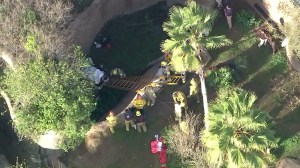 An employee fell into the gorilla enclosure at the Los Angeles Zoo on Jan. 21, 2016. (Credit: KTLA)