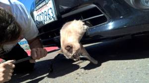 A cat was trapped in a vehicle's bumper during an 8-mile ride before a bystander noticed the feline and flagged down the driver in San Diego County on Feb. 24, 2016. (Credit: County of San Diego Department of Animal Services)