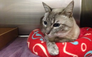 A cat was jumpy but "amazingly fine" after becoming trapped in a vehicle's bumper while it traveled about 8 miles in San Diego County on Feb. 24, 2016, animal services officials said. (Credit: County of San Diego Department of Animal Services)