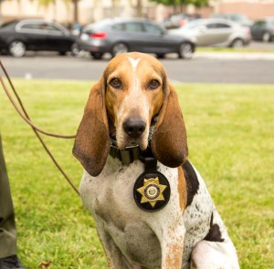 K-9 Ellie is seen in a photo provided by the San Bernardino County Sheriff's Department. 