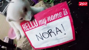 Nora holds up her name tag at the Columbus Zoo. (Credit: Columbus Zoo via CNN)