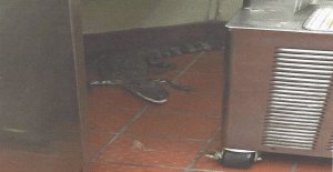 A South Florida man was taken into custody after he was accused of placing an order at a Wendy's in Royal Palm Beach, Florida, taking his drink and then pitching in a three-and-a-half foot gator through the drive-thru window when the server turned around. (Credit: Florida Fish and Wildlife Conservation Commission)