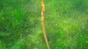 A Pacific seahorse was spotted off the Long Beach coastline. (Credit: Roger Hanson)