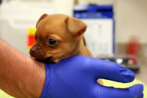 A picture of Daffodil after she arrived at the shelter was provided by the San Francisco SPCA.