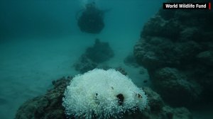 New video released on March 21, 2016, from the World Wildlife Fund reveals coral reef bleaching in Australia's Great Barrier Reef, one of the country's most important tourist sites. (Credit: World Wildlife Fund)