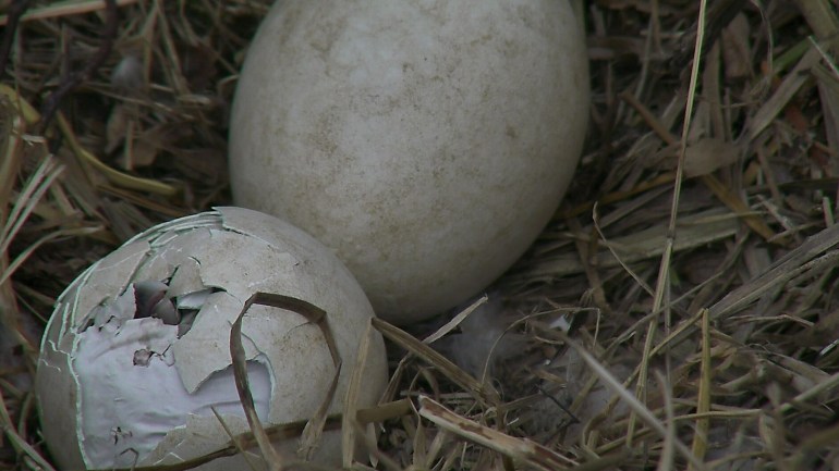 The America Eagle Foundation posted a photo of the eaglet's beak poking out of the shell on March 17, 2016. 