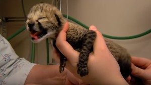 One of five cheetah cubs delivered by C-section is seen in video provided by the Cincinnati Zoo and Botanical Garden.