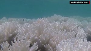New video released on March 21, 2016, from the World Wildlife Fund reveals coral reef bleaching in Australia's Great Barrier Reef, one of the country's most important tourist sites. (Credit: World Wildlife Fund)