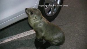 A sea lion pup wandered into a fish market parking lot in San Diego on March 13, 2016. (Credit: Douglas Aguillard/911 Media Group)