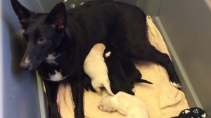 A border collie mix that gave birth shortly after being abandoned is shown in video provided by the Pasadena Humane Society on March 18, 2016.