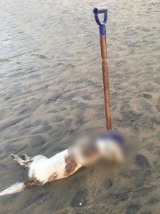 A dog was found tied to a shovel, apparently intentionally drowned, on Mothers Beach in Marina del Rey on March 16, 2016. (Credit: Malia Zimmerman)