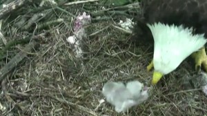 Two eaglets hatched in March 2016 in Washington. The baby bald eagles' parents are named "Mr. President" and "The First Lady." (Credit: American Eagles Foundation)