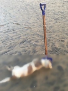 The Los Angeles County Sheriff's Department was investigating the death of a dog found at Mother's Beach in Marina del Rey on March 16, 2016. (Credit: Malia Zimmerman)