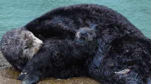 A still image from a YouTube video capturing a sea otter giving birth shows the mother grooming her pup on Saturday, March 5, 2016, in Monterey. (Credit: Monterey Bay Aquarium)