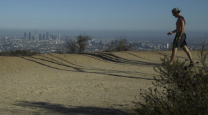 Dry and sparse vegetation is pictured along a panoramic dirt trail in Runyon Canyon Park on Sept. 28, 2015. (Credit: Gina Ferazzi / Los Angeles Times)