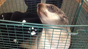 A wayward seal pup was rescued in front of a Fremont home on March 24, 2016. (Credit: Fremont Police Department) 