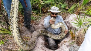 Forty-three pythons have been captured in South Florida over the past three months, CNN reported on March 20, 2016. Among them, the largest male python ever documented in south Florida, measuring 16 feet and weighing more than 140 pounds. (Credit: Conservancy of Southwest Florida)