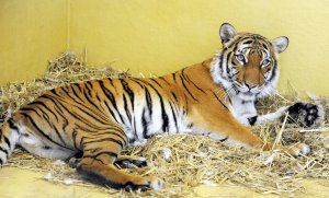 A Malayan tiger is shown in her enclosure in a zoo in Halle, Germany, in 2011. (Credit: WALTRAUD GRUBITZSCH/AFP/Getty Images)