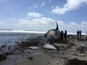 Scientists examine a whale that washed ashore at Lower Trestles on April 25, 2016. (Credit: Julia Hubberman)