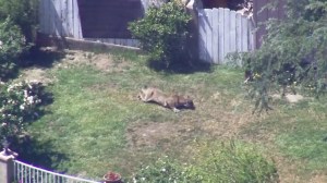 A mountain lion was spotted in the front yard of a Granada Hills home near Kennedy High School On April 15, 2016. (Credit: KTLA) 