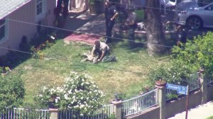 A wildlife officer crouches next to a tranquilized mountain lion in Granada Hills on April 15, 2016. (Credit: KTLA)
