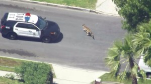 A mountain lion crosses Gothic Avenue in Granada Hills on April 15, 2016. It was later tranquilized. (Credit: KTLA)
